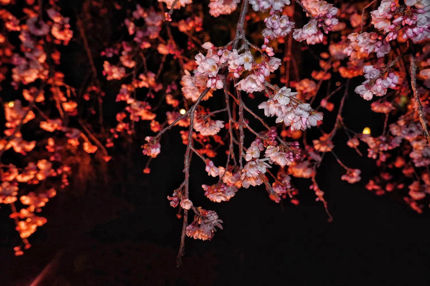 【京都賞櫻2023】必拍10大京都櫻花熱門景點，浪漫春日的必訪之地！ @Sansa Blog-混血珊莎的奇幻旅程