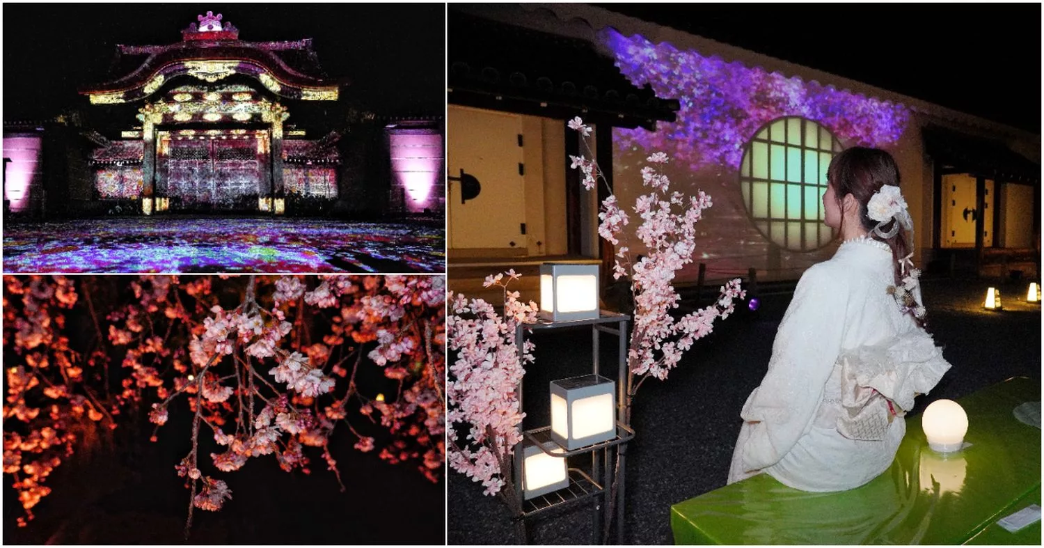 【二條城】NAKED FLOWERS 2023櫻 世界遺産二條城光雕秀，穿上和服賞京都夜櫻! @Sansa Blog-混血珊莎的奇幻旅程
